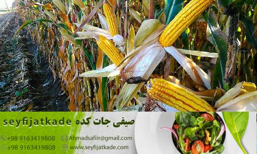 مشخصات ذرت تازه