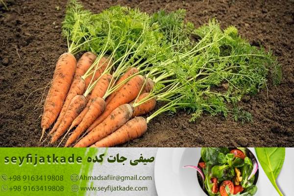 پایگاه صنعتی مدرن: تولیدکننده هویج صادرات با فناوری پیشرفته و فرآیندهای مدیریتی موثر