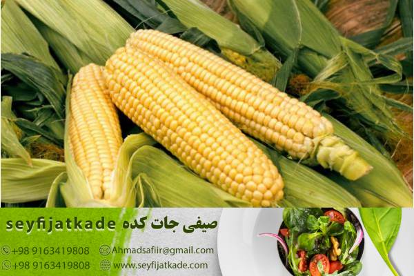 رقابت جهانی در تولید و صادرات ذرت: روندها و چالشها