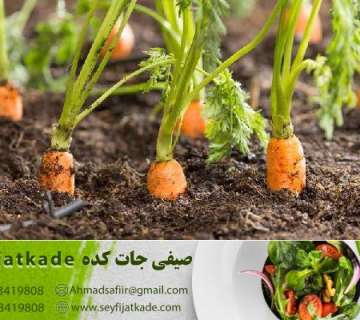 تولیدکننده هویج صادرات