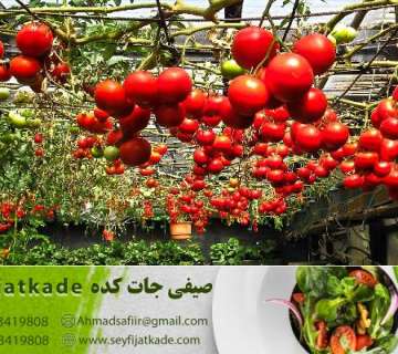 بررسی قوانین بهداشتی