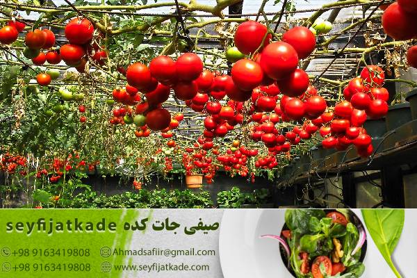 بررسی قوانین بهداشتی