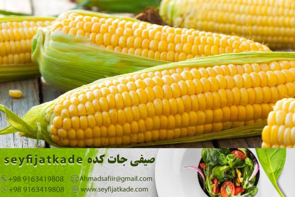 پیشرفته‌ترین تکنولوژی در تولید ذرت: فرصت‌هایی با قیمت مناسب