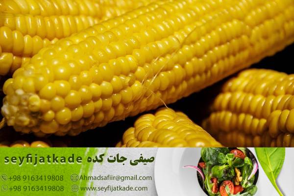 تولید ذرت با کیفیت برتر و فروش با قیمت رقابتی