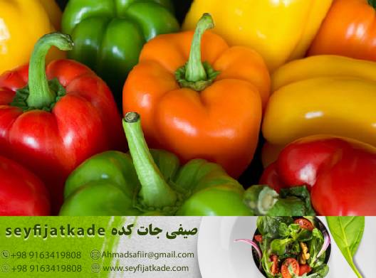 تفاوت‌ها و ویژگی‌های مهم در فلفل دلمه و چگونگی انتخاب بهترین نوع برای غذاپزی
