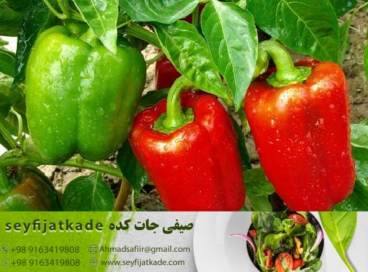 نگهداری در یخچال