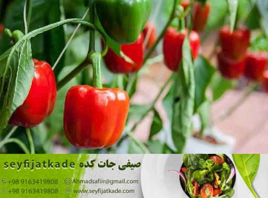 پتانسیل اقتصادی گلخانه‌های فلفل دلمه ای در ایجاد منابع درآمدی