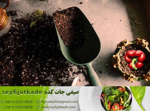 گلخانه فلفل دلمه ای: راهکاری مطمئن برای تحقق درآمد پایدار