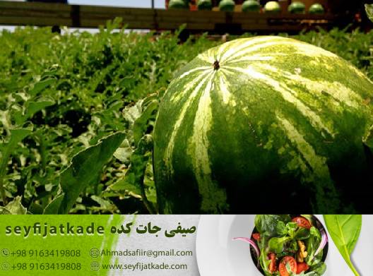 هندوانه عمده: راهی به سوی سلامتی و شادی با هزینههای کمتر