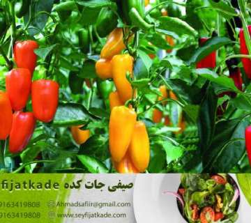 راهنمای سرمایه‌گذاری موفق در کشت فلفل دلمه ای در گلخانه