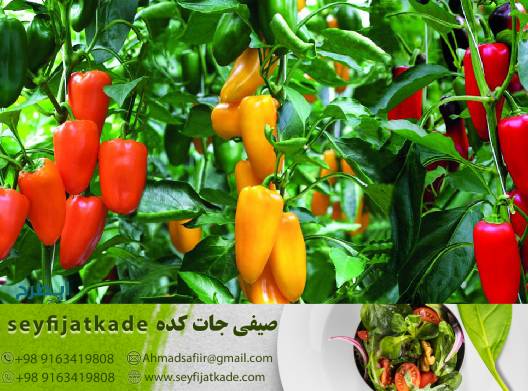 راهنمای سرمایه‌گذاری موفق در کشت فلفل دلمه ای در گلخانه