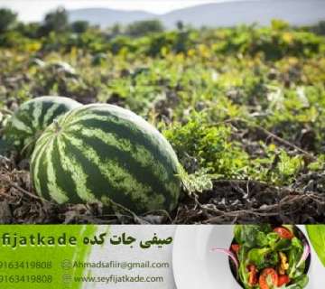 خرید هندوانه باقیمت عمده برای صادرات
