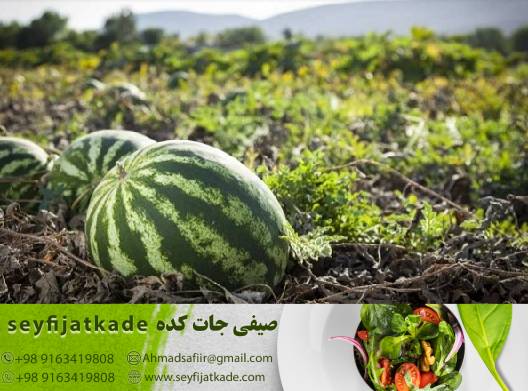 خرید هندوانه باقیمت عمده برای صادرات