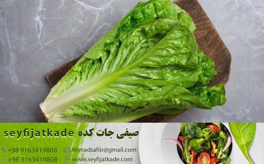راهنمای خرید کاهو رومانو از بازارهای محلی: تضمین کیفیت و تازگی محصولات