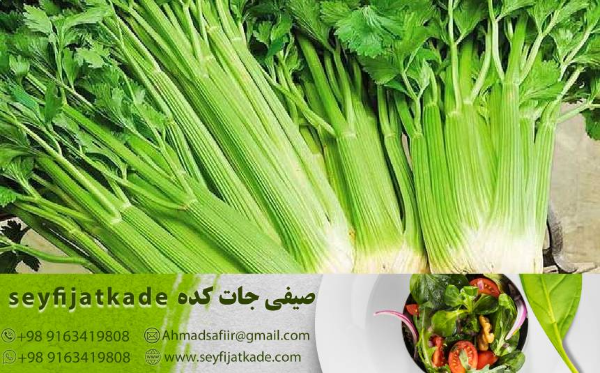 خرید و قیمت کرفس تازه