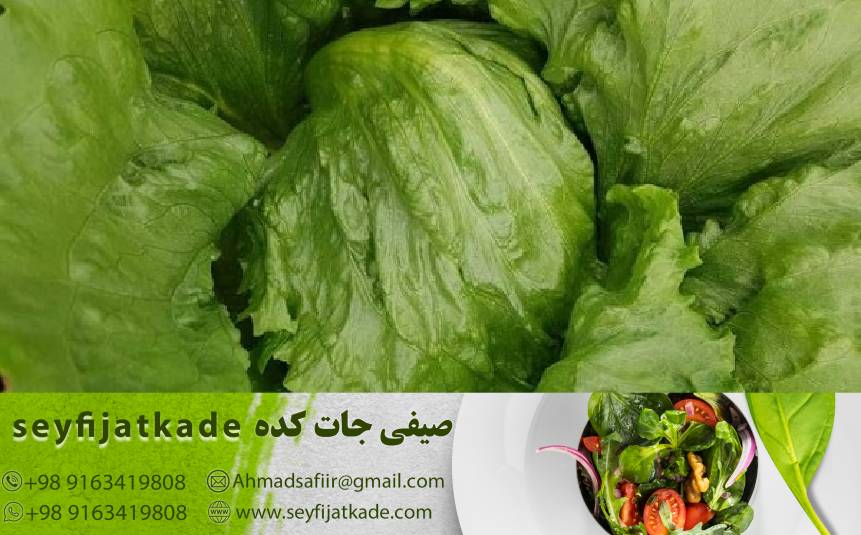 چگونه مصرف کاهو ایسبرگ به بهبود گوارش و کنترل وزن کمک می‌کند؟