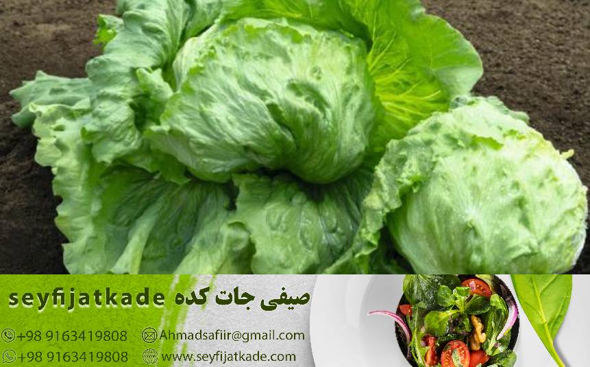 فیبر مفید: نقش کاهو ایسبرگ در بهبود گوارش و کنترل وزن