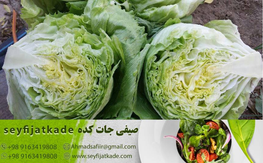 مقایسه قیمت‌ها: انتخاب مناسب‌ترین مکان برای خرید کاهو ایسبرگ