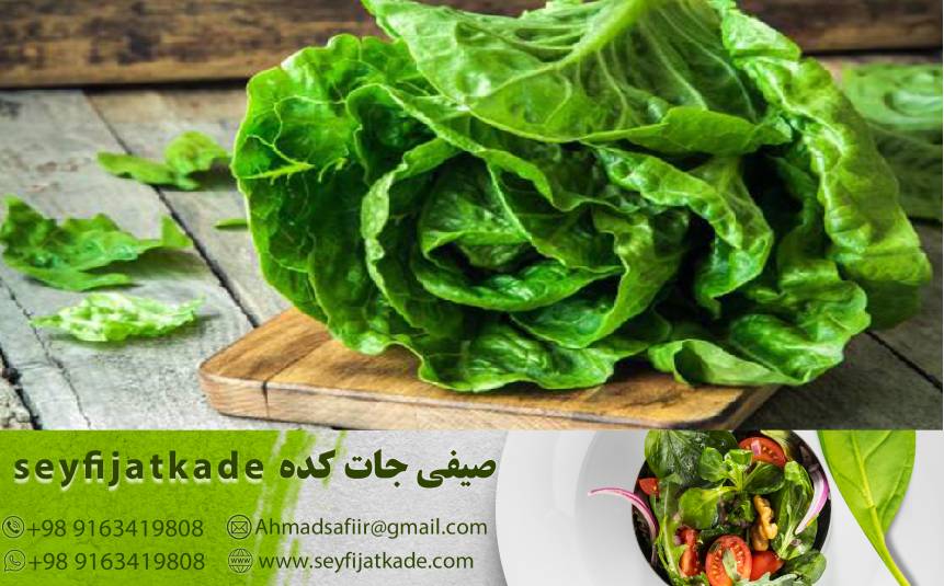 فیبر برای گوارش سالم: چگونه کاهو رومانو با حاوی فیبر خود به بهبود گوارش کمک می‌کند