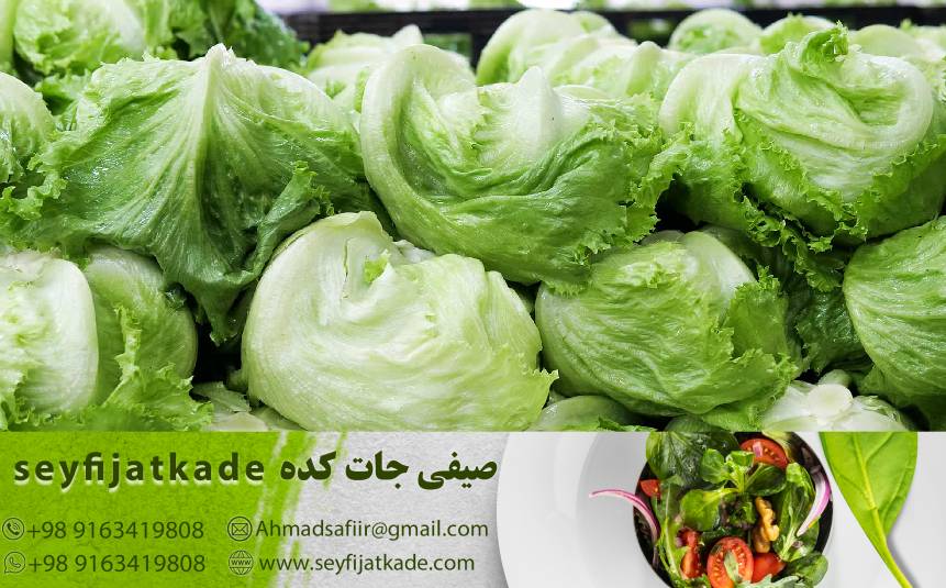 تأثیر عوامل محلی و فصلی بر قیمت کاهو ایسبرگ و چگونه از آنها بهره‌مند شویم؟