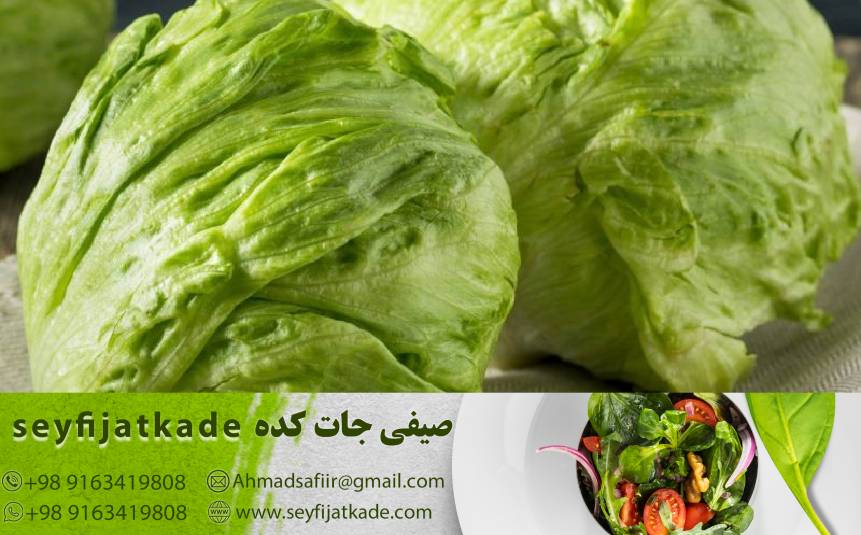 خرید و قیمت کاهو ایسبرگ