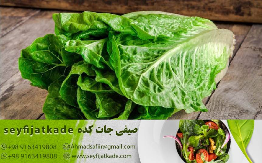 راهنمای خرید کاهو ایسبرگ: چگونه بهترین کیفیت را با قیمت مناسب انتخاب کنیم؟