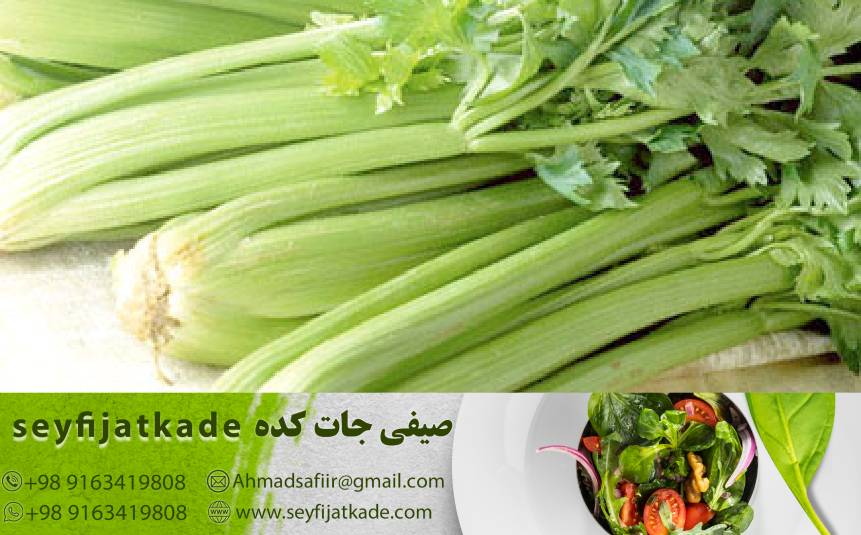 آلکالوئیدها و خواص ضد التهابی کرفس: چگونه مصرف این مواد در کاهش التهابات بدن تأثیرگذار است؟