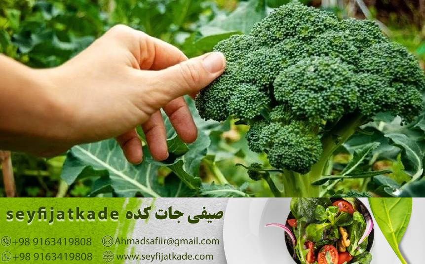 کلم بروکلی صادراتی: راهکارهای افزایش حضور در بازارهای جهانی