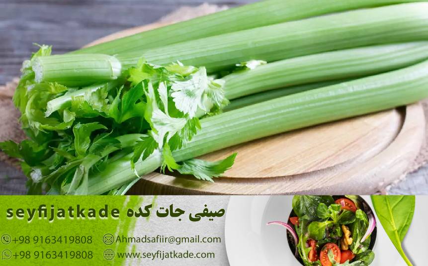 تأثیرات فصل بر قیمت کرفس: بهترین زمان برای خرید این سبزیچه خوشمزه