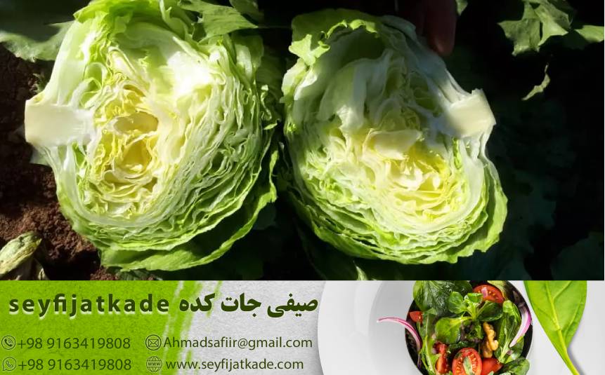 ارزش غذایی کاهو ایسبرگ