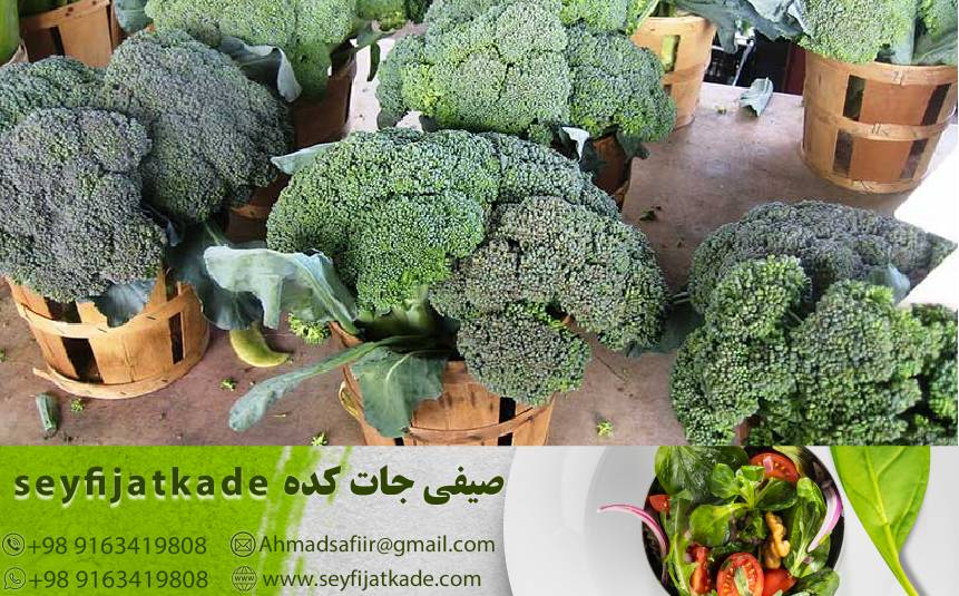 آغاز مسیر به سوی بازارهای جهانی: استراتژی‌های جدید برای صادرات کلم بروکلی
