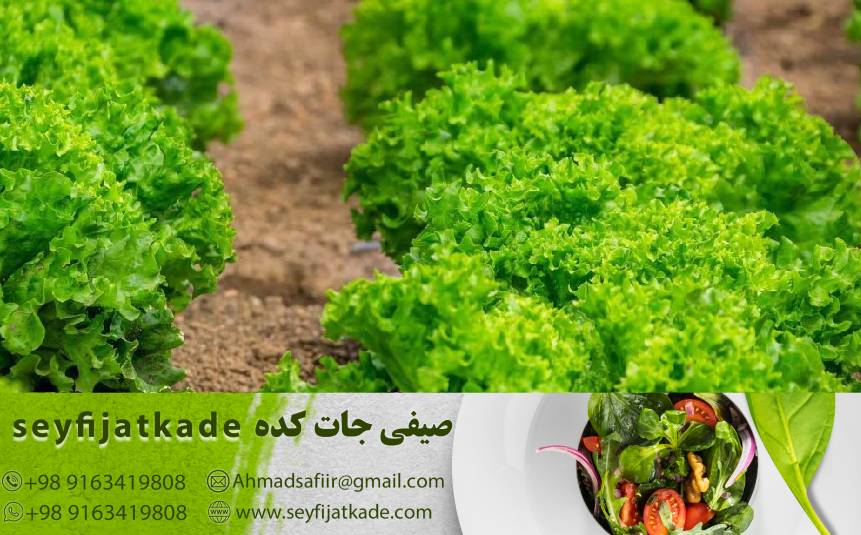 نقش پتاسیم، منگنز، و مس در سلامت عمومی با مصرف کاهو ایسبرگ