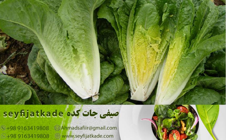 کاهو رومانو با کیفیت: چگونه از فروشگاه‌های معتبر خرید کنیم؟