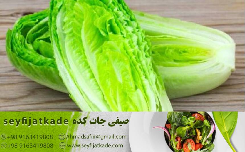 تکنیک‌های هوشمندانه برای صرفه‌جویی در خرید کاهو رومانو با کیفیت عالی