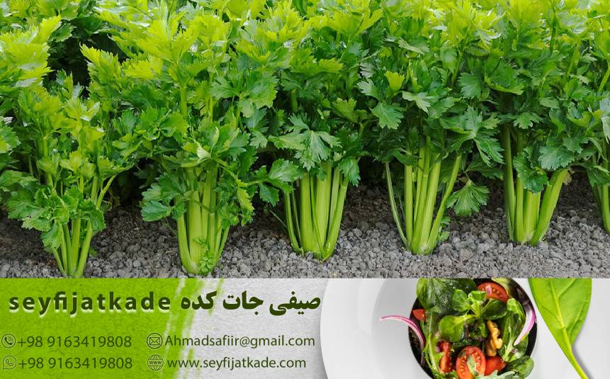 قیمت‌گذاری کرفس تازه: عواملی که قیمت را تحت تأثیر قرار می‌دهند