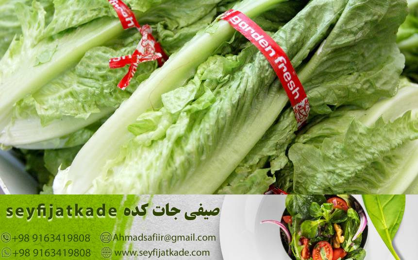 نکات حیاتی برای خرید کاهو رومانو تازه و با کیفیت عالی