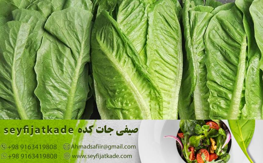 نقش توسعه بازارهای جدید در افزایش فروش کاهو ایسبرگ صادراتی: راهکارها و چالش‌ها