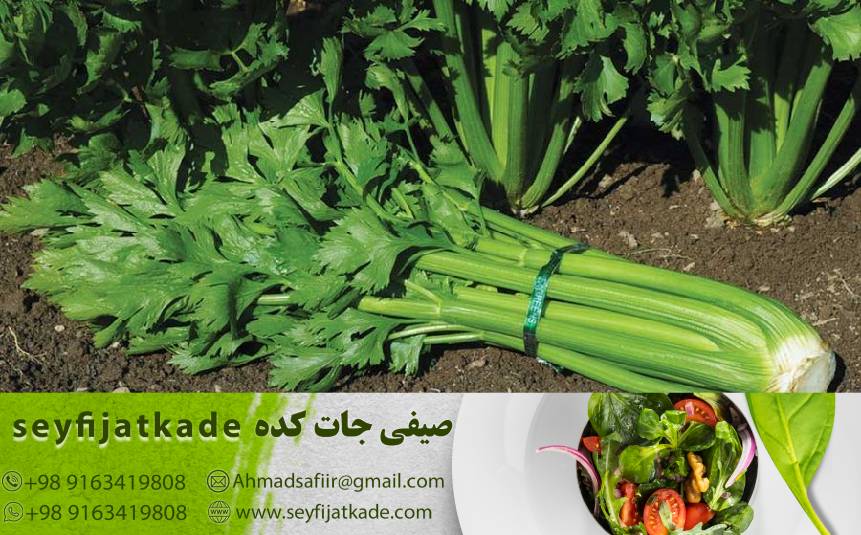 راهنمای خرید کرفس تازه: نکاتی که باید در انتخاب بهترین کرفس داشته باشید