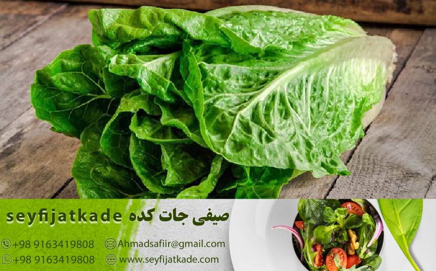 ضد التهابی و آنتی‌اکسیدان: چگونه کاهو رومانو می‌تواند در پیشگیری از بیماری‌های قلبی و آسیب‌های اکسیداتیو کمک کند