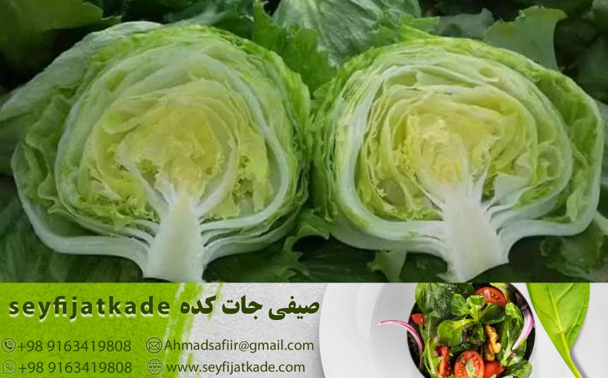 آنتی‌اکسیدان‌ها: گزینه سلامت برای مقابله با آزادهای رادیکال