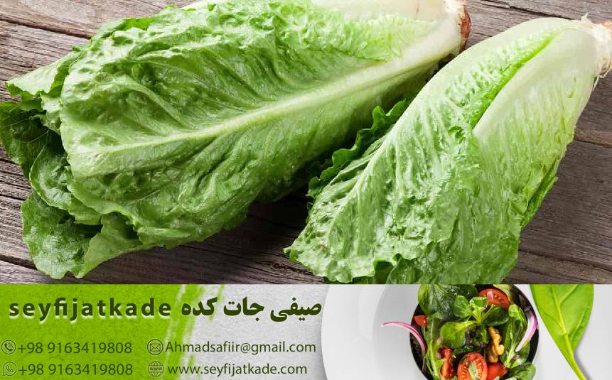 راهنمای خرید کاهو رومانو: انتخاب بهترین کیفیت با توجه به ویژگی‌ها