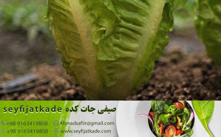 کاهو ایسبرگ صادراتی با کیفیت بالا: چگونه می‌توانید از بهترین محصولات بهره‌مند شوید؟