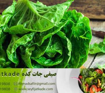 خرید و قیمت کاهو رومانو