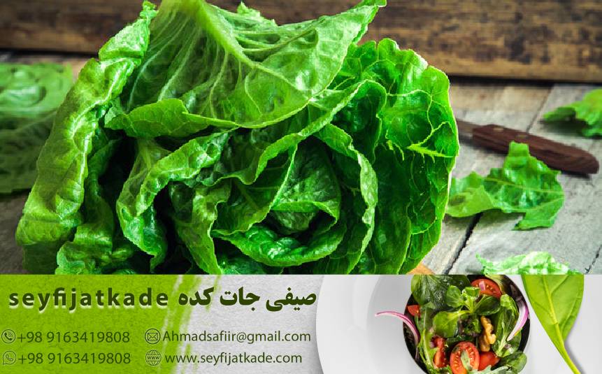 خرید و قیمت کاهو رومانو