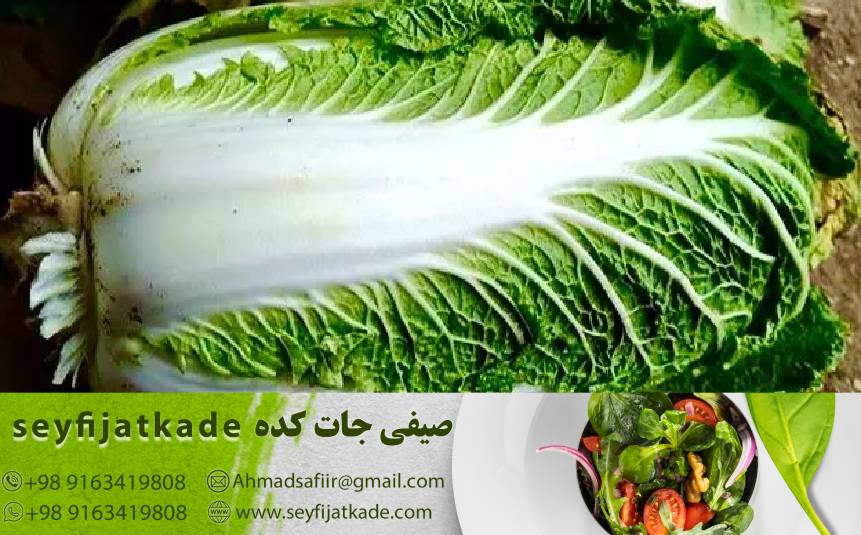 فیتوکیمیکال‌ها و خواص ضد سرطان: نقش مواد آلی در کاهو رومانو برای حفاظت از سلول‌ها در برابر بیماری‌های سرطانی