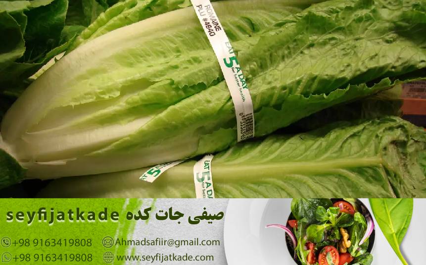 تجربه خرید کاهو رومانو با بهترین کیفیت: نکات کلیدی و اطلاعات مهم
