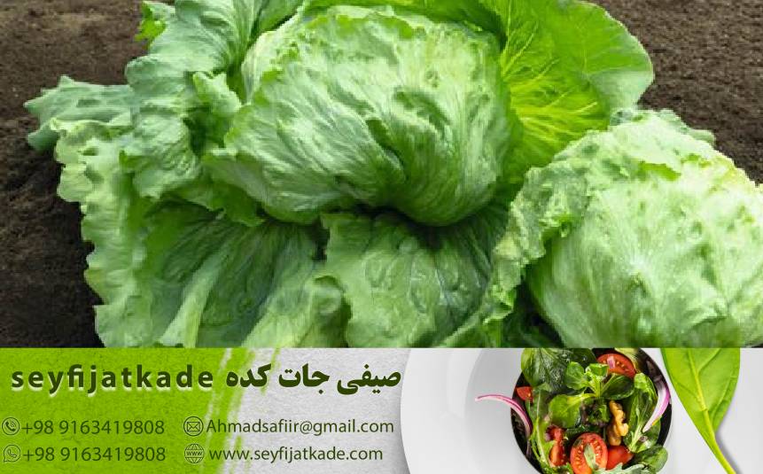 تأثیر عوامل جوی بر قیمت کاهو ایسبرگ صادراتی: چگونه این عوامل بازار را تحت تأثیر قرار می‌دهند؟