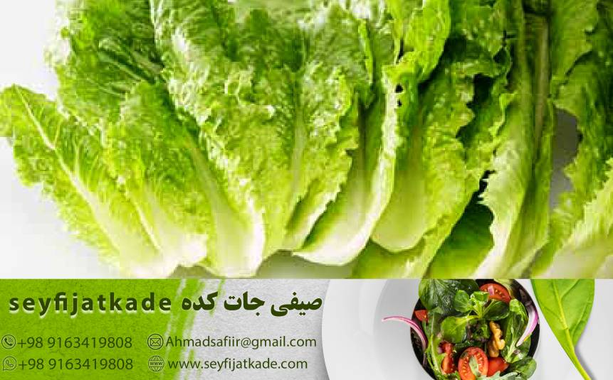 راهنمای خرید کاهو رومانو: چگونه بهترین کیفیت را با بهترین قیمت انتخاب کنیم؟