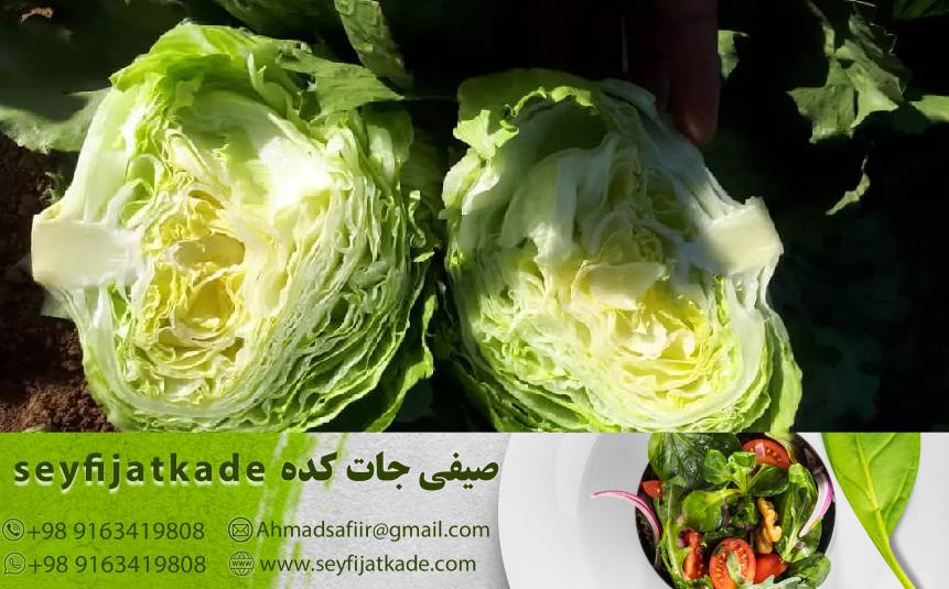راهنمای خرید کاهو ایسبرگ صادراتی: نکات مهم برای انتخاب محصولات با کیفیت عالی