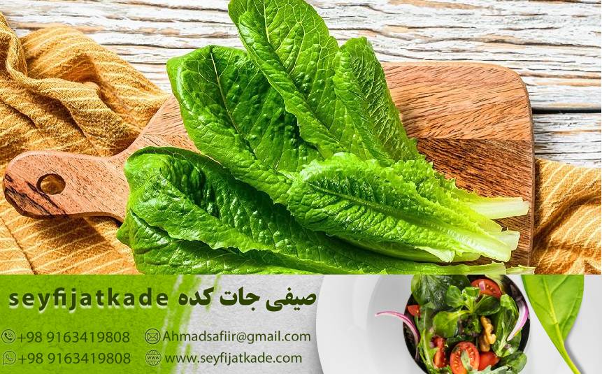 خواص کاهو رومانو برای سلامتی